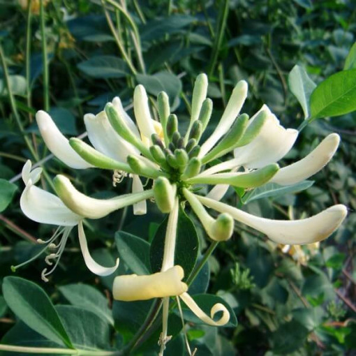 Honeysuckle 'Graham Thomas' fragrant, 4L pot