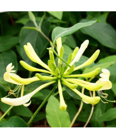 Coastal Honeysuckle 'Graham Thomas' fragrant