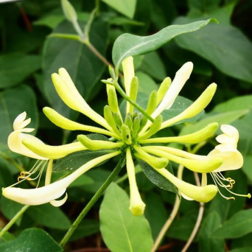 Coastal Honeysuckle 'Graham Thomas' fragrant