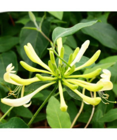 Coastal Honeysuckle 'Graham Thomas' fragrant