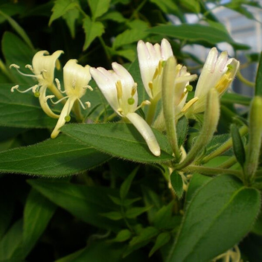 Coastal Honeysuckle 'Graham Thomas' fragrant