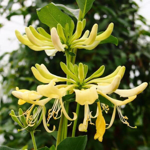 Coastal Honeysuckle 'Graham Thomas' fragrant