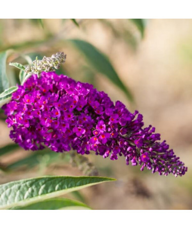 Set of 5 pcs - Buddleia in P9/C1 pots