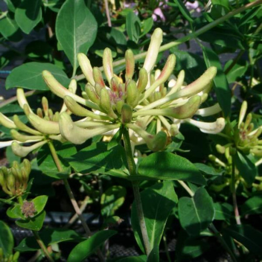 Coastal Honeysuckle 'Graham Thomas' fragrant