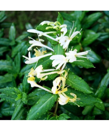 Japanese Honeysuckle Halliana SEMI-EVERGREEN fragrant pot, 4L