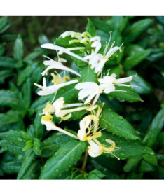 Japanese Honeysuckle Halliana SEMI-EVERGREEN fragrant pot, 4L
