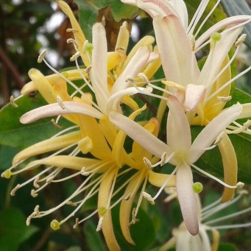 Japanese Honeysuckle Halliana SEMI-EVERGREEN fragrant pot, 4L