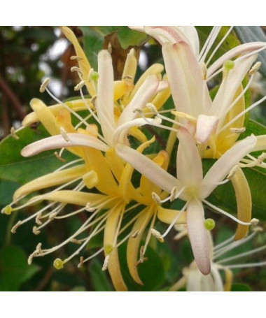 Japanese honeysuckle Halliana SEMI-EVERGREEN fragrant pot, 2L