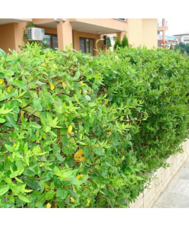 Japanese honeysuckle Halliana SEMI-EVERGREEN fragrant pot, 2L