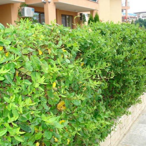 Japanese honeysuckle Halliana SEMI-EVERGREEN fragrant pot, 2L