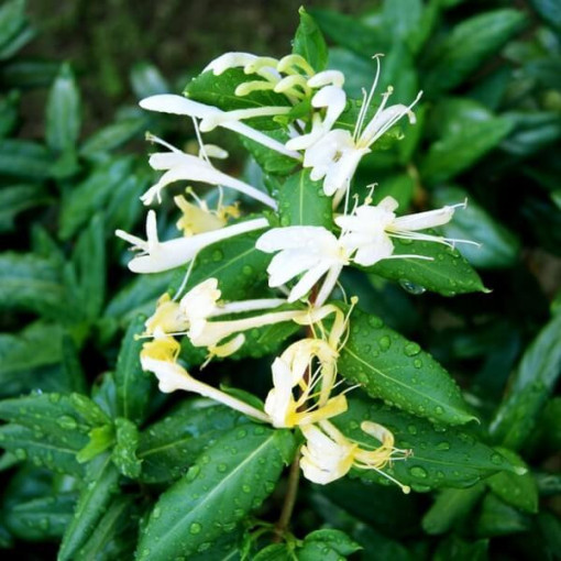 Japanese honeysuckle Halliana SEMI-EVERGREEN fragrant pot, 2L