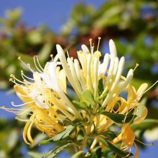 Japanese honeysuckle Halliana SEMI-EVERGREEN fragrant pot, 2L