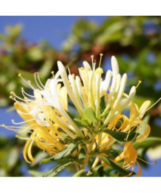 Japanese honeysuckle Halliana SEMI-EVERGREEN fragrant