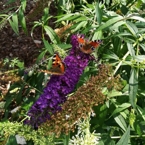 Set of 5 pcs - Buddleia in P9/C1 pots
