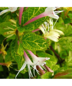 Japanese Honeysuckle Aureoreticulata SEMI-EVERGREEN
