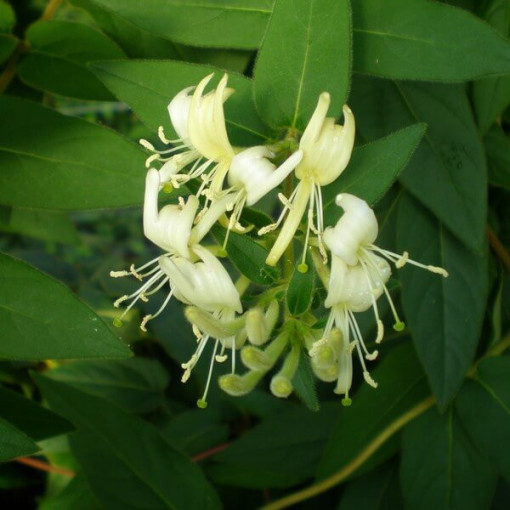 Japanese Honeysuckle Aureoreticulata SEMI-EVERGREEN