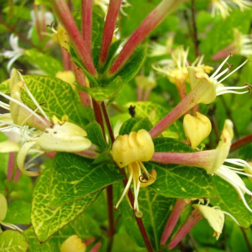 Japanese Honeysuckle Aureoreticulata SEMI-EVERGREEN