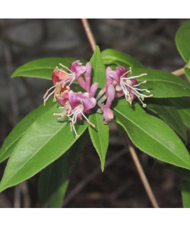 Henry's Honeysuckle SEMI-EVERGREEN, pot, 2l