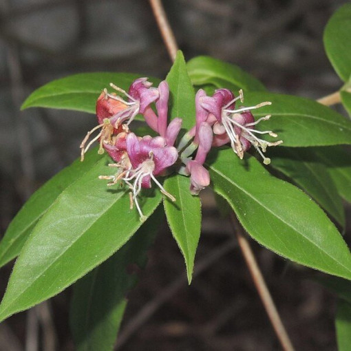 Henry's Honeysuckle SEMI-EVERGREEN, pot, 2l