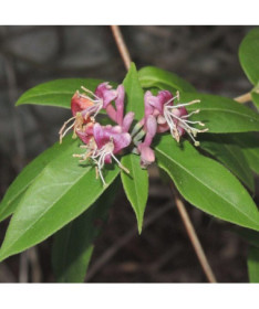Henry's Honeysuckle SEMI-EVERGREEN, pot, 2l