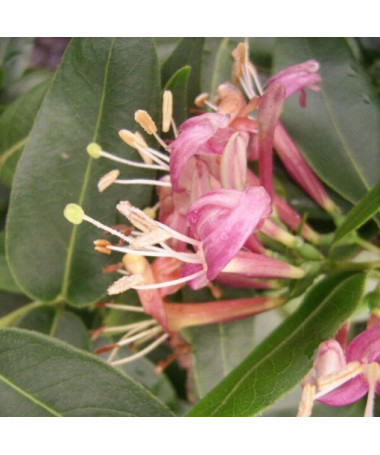 Henry's Honeysuckle SEMI-EVERGREEN, pot, 2l