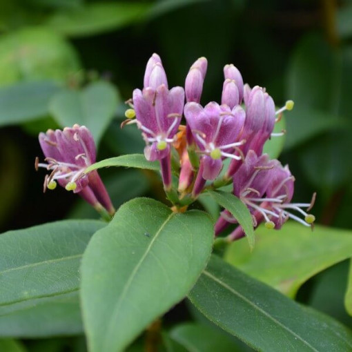Henry's Honeysuckle SEMI-EVERGREEN, pot, 2l