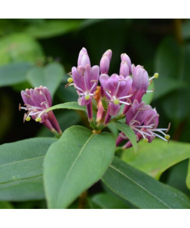 Henry's Honeysuckle SEMI-EVERGREEN