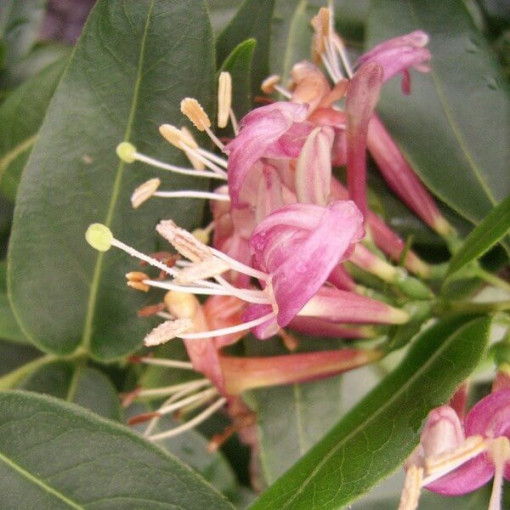 Henry's Honeysuckle SEMI-EVERGREEN