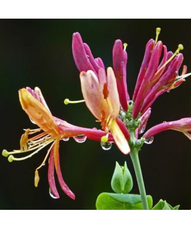 Honeysuckle Hekrott FRAGRANT P9/C1