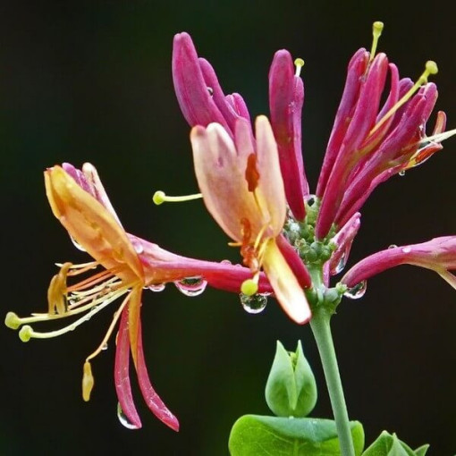 Honeysuckle Hekrott FRAGRANT P9/C1