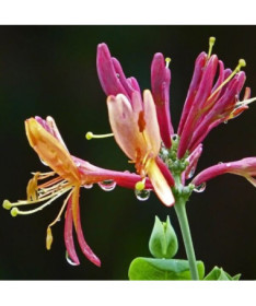 Honeysuckle Hekrott FRAGRANT P9/C1