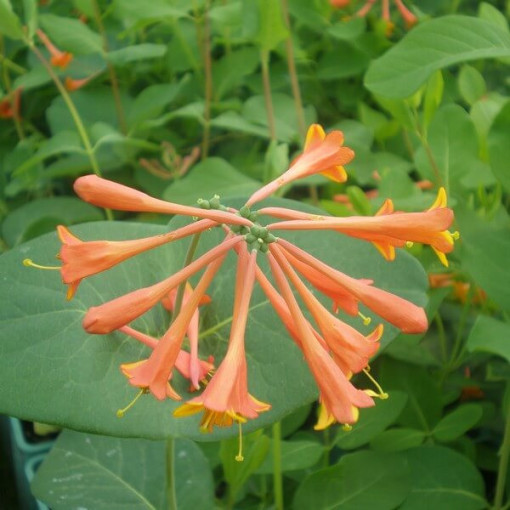 Honeysuckle Brown's Dropmore Scarlet FRAGRANT 4L pot