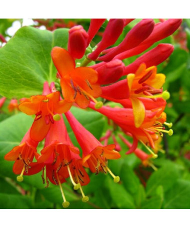 Honeysuckle Brown's Dropmore Scarlet FRAGRANT 4L pot
