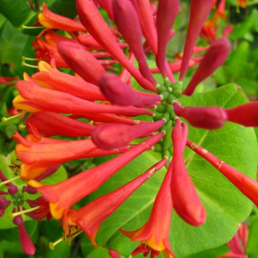 Honeysuckle Brown's Dropmore Scarlet FRAGRANT 4L pot
