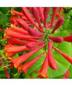 Honeysuckle Brown's Dropmore Scarlet FRAGRANT 2L pot