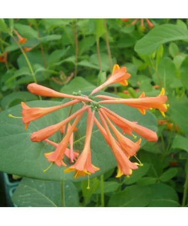 Honeysuckle Brown's Dropmore Scarlet FRAGRANT 2L pot