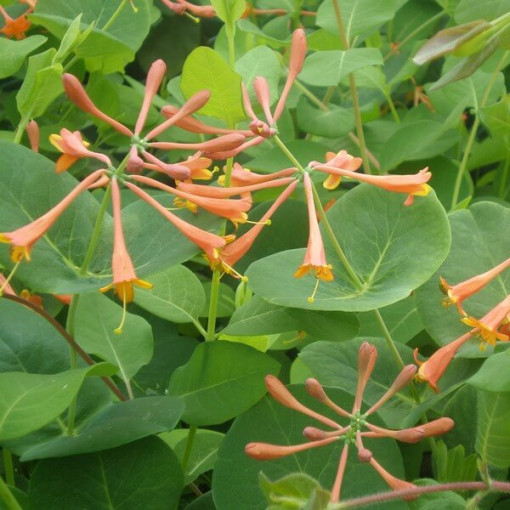 Honeysuckle Brown's Dropmore Scarlet FRAGRANT 2L pot