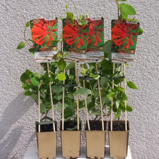 Honeysuckle Brown's Dropmore Scarlet FRAGRANT 2L pot