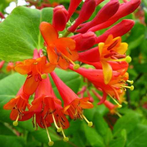 Brown's Dropmore Scarlet Honeysuckle FRAGRANT P9/C1