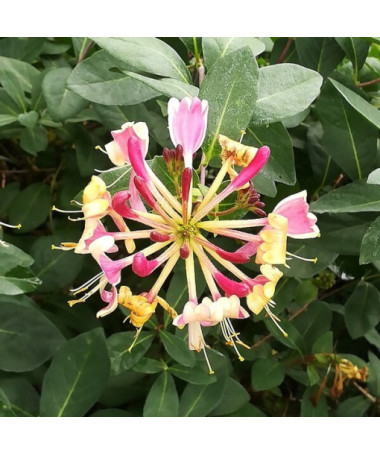 Honeysuckle American Beauty, pot 2L