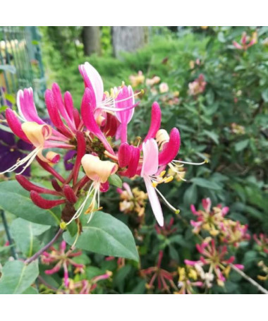 Honeysuckle American Beauty, pot 2L
