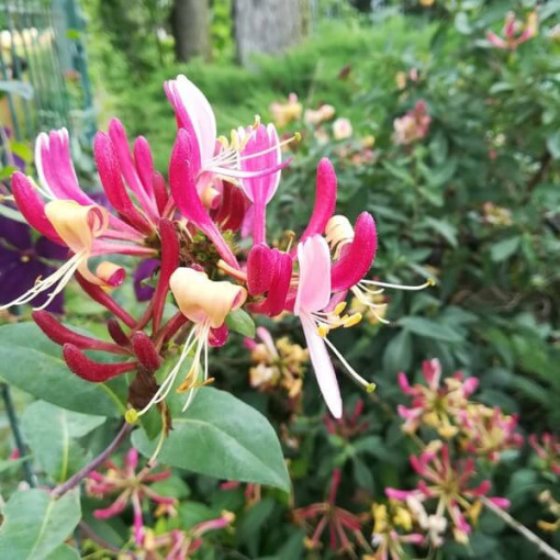 Honeysuckle American Beauty, pot 2L