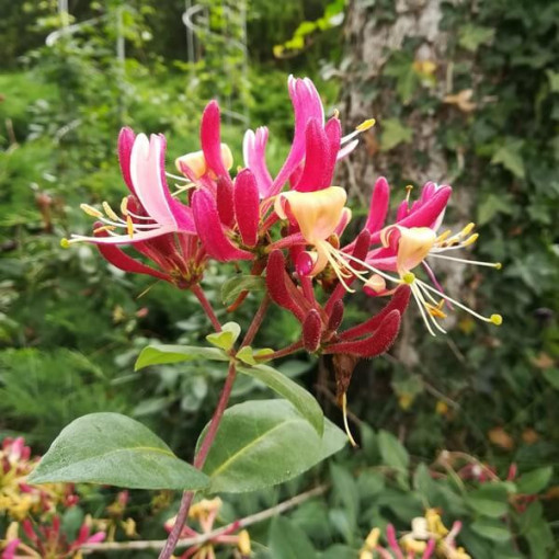 Honeysuckle American Beauty, pot 2L