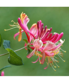 Honeysuckle American Beauty
