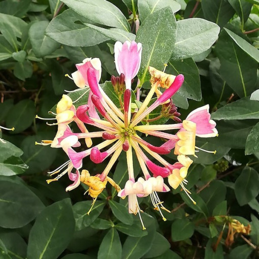 Honeysuckle American Beauty
