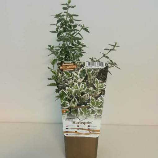 Spindle Tree Fortune 'Harlequin'