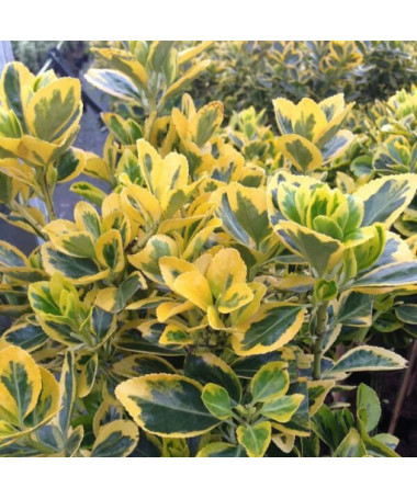 Spindle 'Emerald Gold'