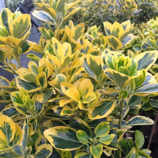 Spindle 'Emerald Gold'