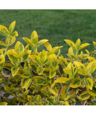 Spindle 'Emerald Gold'