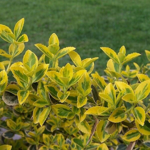 Spindle 'Emerald Gold'